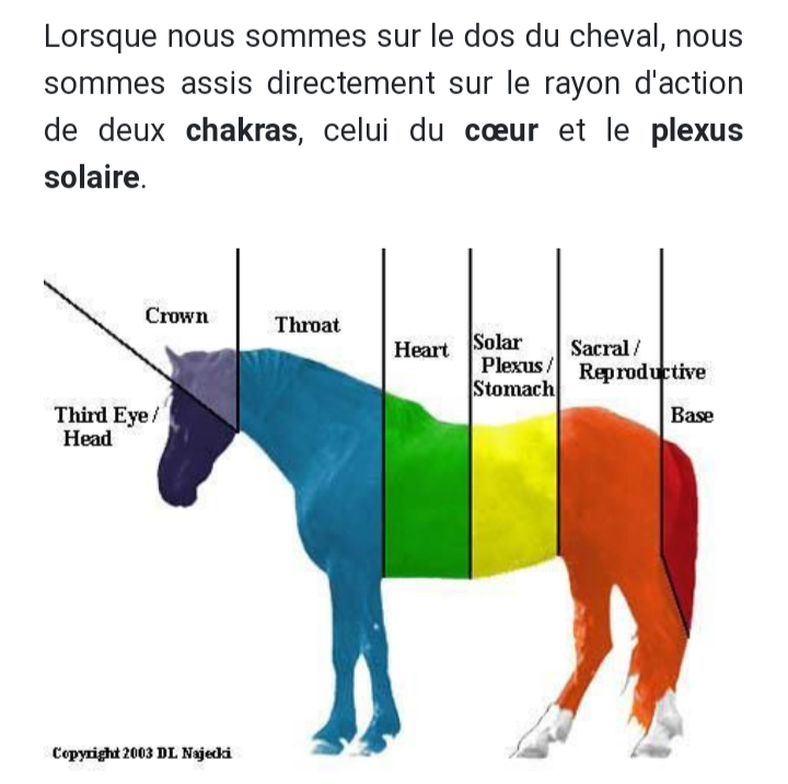 photo des chakras d'un cheval
